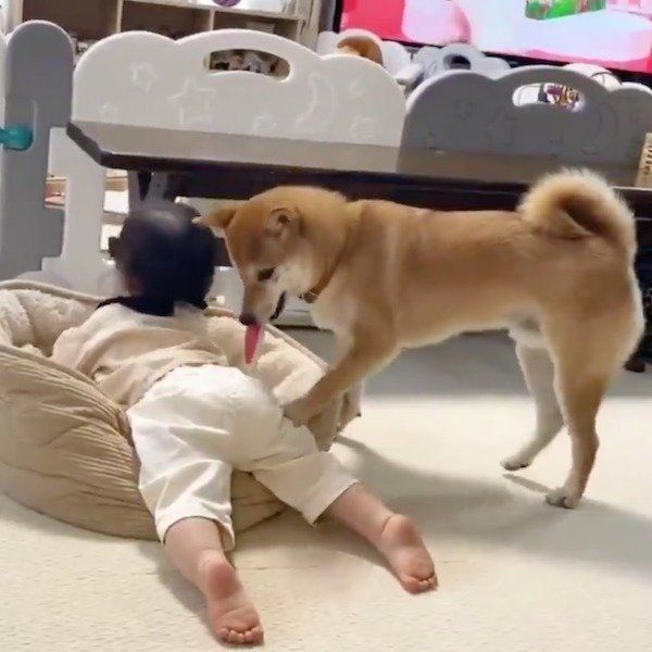 妹ちゃんに住処を占拠されたりんご郎くん