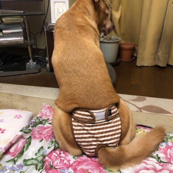 犬のマナーウェアってどんなもの？ いぬのきもち