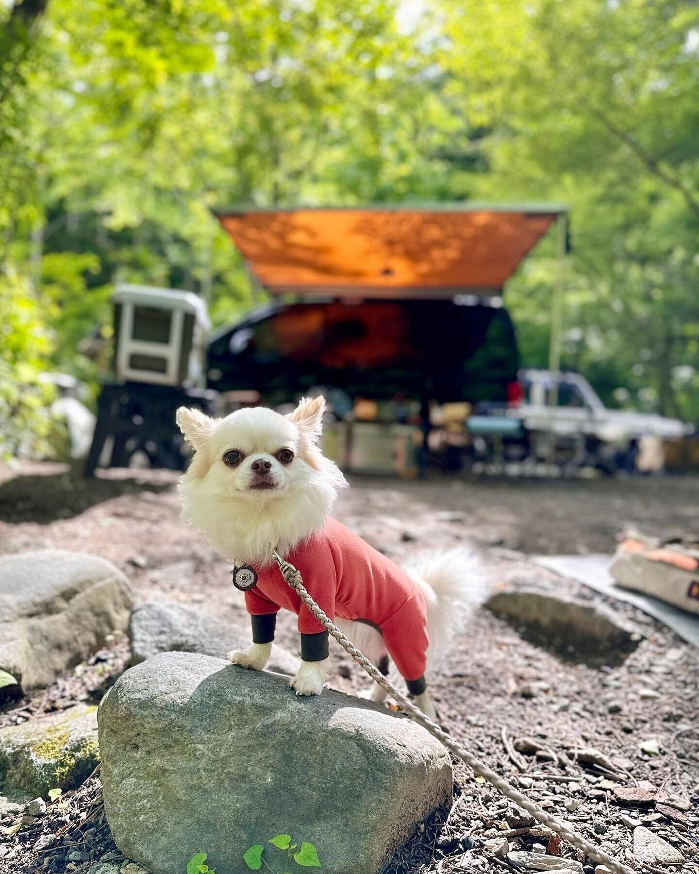 キャンプを楽しむチルちゃん