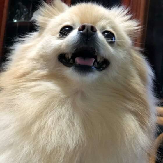 笑顔のポメラニアン