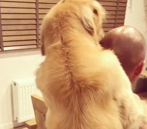 パパを舐めるゴールデン・レトリーバー