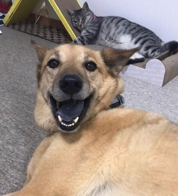 くつろぐこたろうくん、猫のあんずちゃん