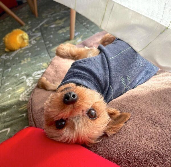 見つめる豆太くん