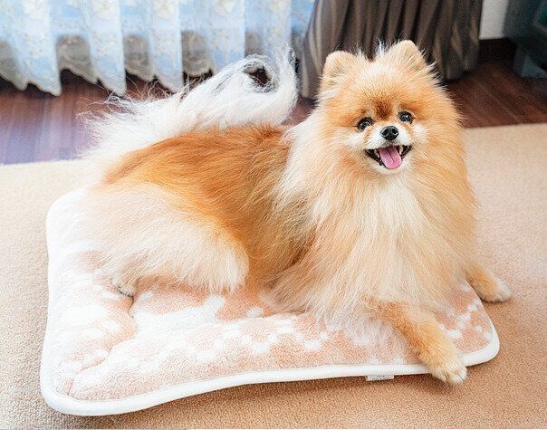 地肌と被毛にやさしい素材のオーガニックコットンのベッドを使用