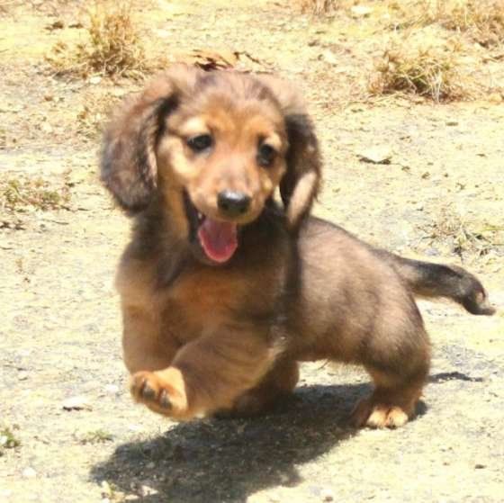 ドッグランで走るアンちゃん