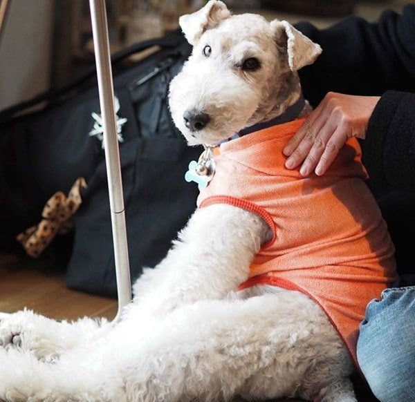 肩をもんでもらうこっぺぱんちゃん