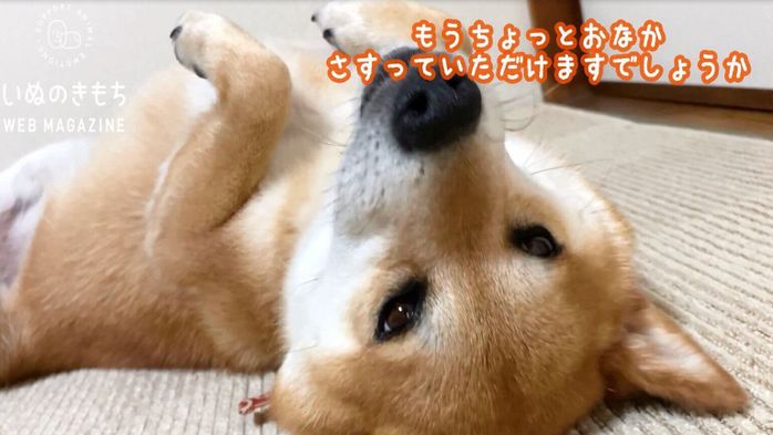 いぬのきもちCHANNEL/いぬねこライター動画部