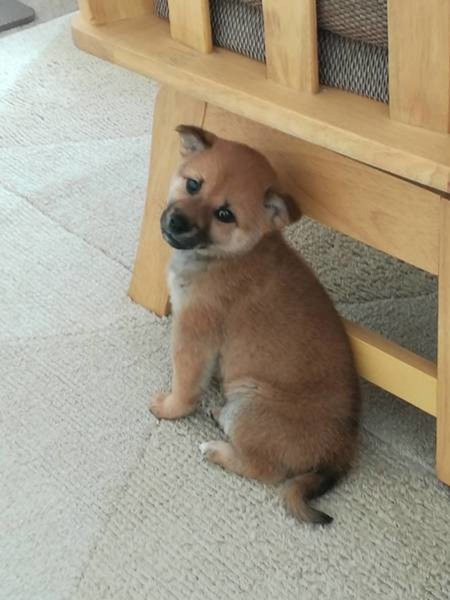 愛犬を太らせすぎないで 犬の肥満が引き起こす 命にかかわる病気一覧 いぬのきもちweb Magazine 愛犬を太らせすぎないで 犬の肥満が引き起こす 命にかかわる病気一覧 いぬのきもちweb Magazine