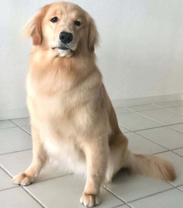 ドヤ顔をするよつばちゃん