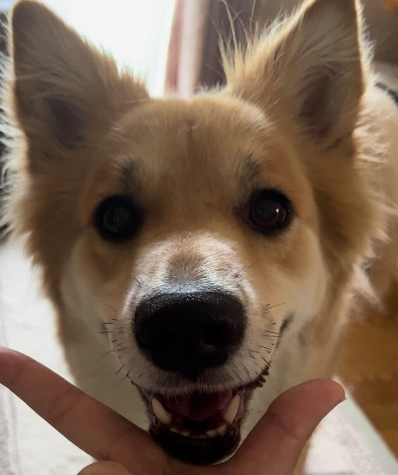 ニコッと笑うチャロちゃん。