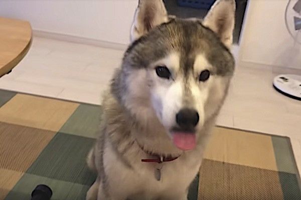 シベリアン・ハスキー