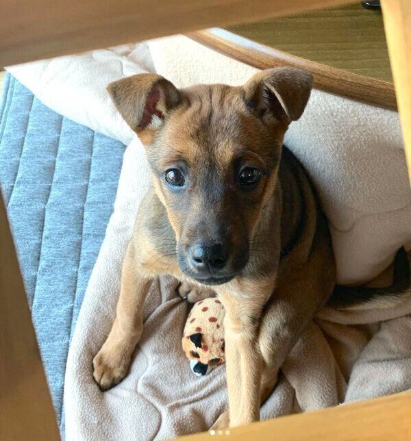 オスワリするハロちゃん