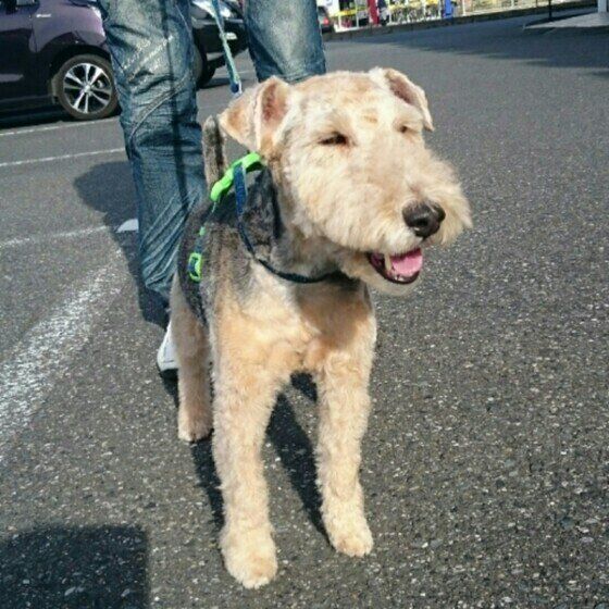 レークランド・テリア