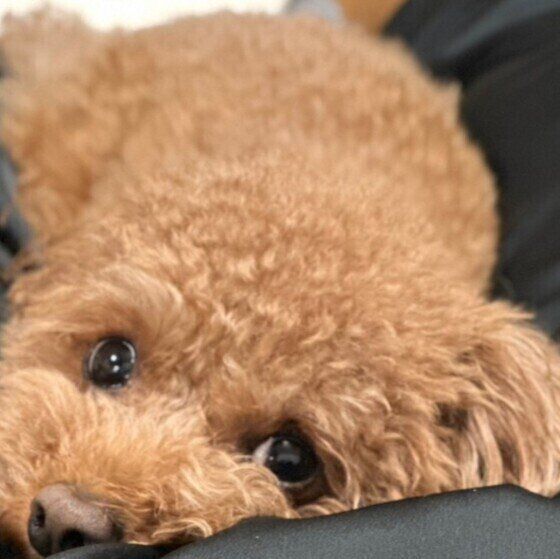 腹ばいになって目をこちらに向けている茶色のトイ・プードル