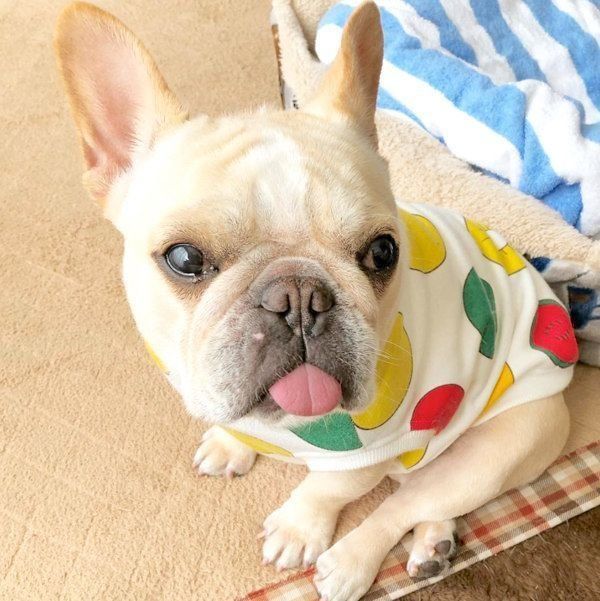 元繁殖犬・フレンチ・ブルドッグのもなちゃん