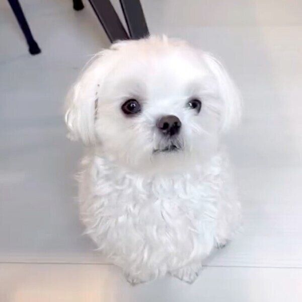 飼い主さんに「オテ」を求められためそくん