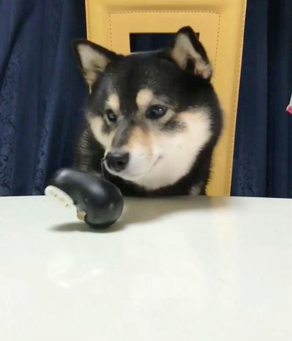 おやつが欲しい豆柴