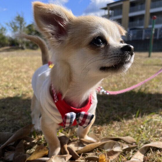 散歩中のチワワ