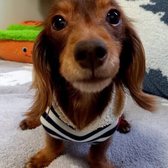 イタズラがバレて固まるミニチュア・ダックスフンド