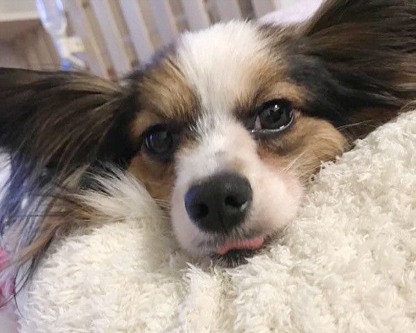 見つめるパピヨン