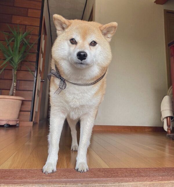 玄関でスタンバイするえまちゃん