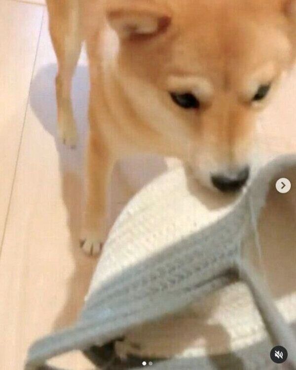 飼い主さんと「ひっぱりっこ遊び」を始めるおまめちゃん