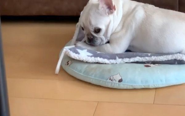 ちらっとカメラを見るマシューくん