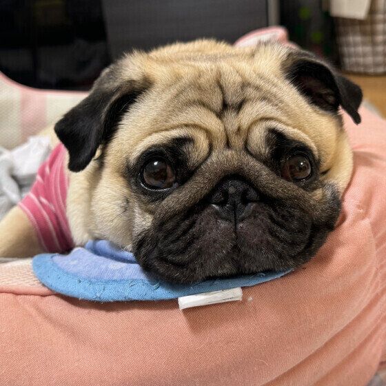 まる  パグ　見つめてくる〜