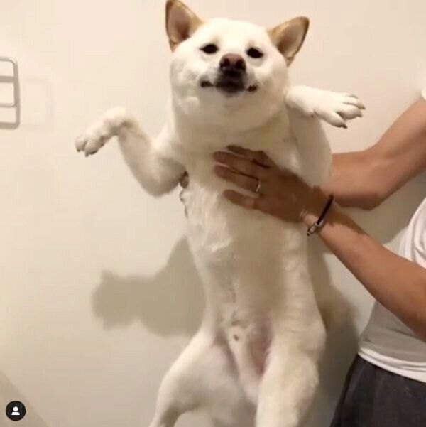 おもしろいポーズをするロロくん