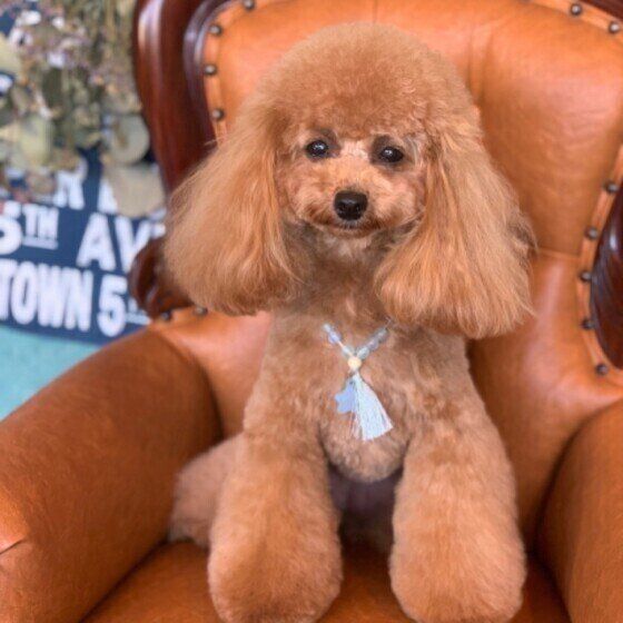 お耳がふわふわの可愛いカット♪