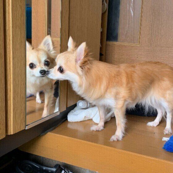 鏡を見るケアーン・テリア