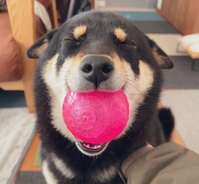 帰宅した飼い主さんを出迎える小町ちゃん