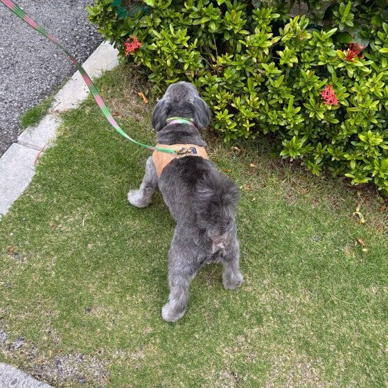 Ｍｉｘ（雑種）小型犬　おしり