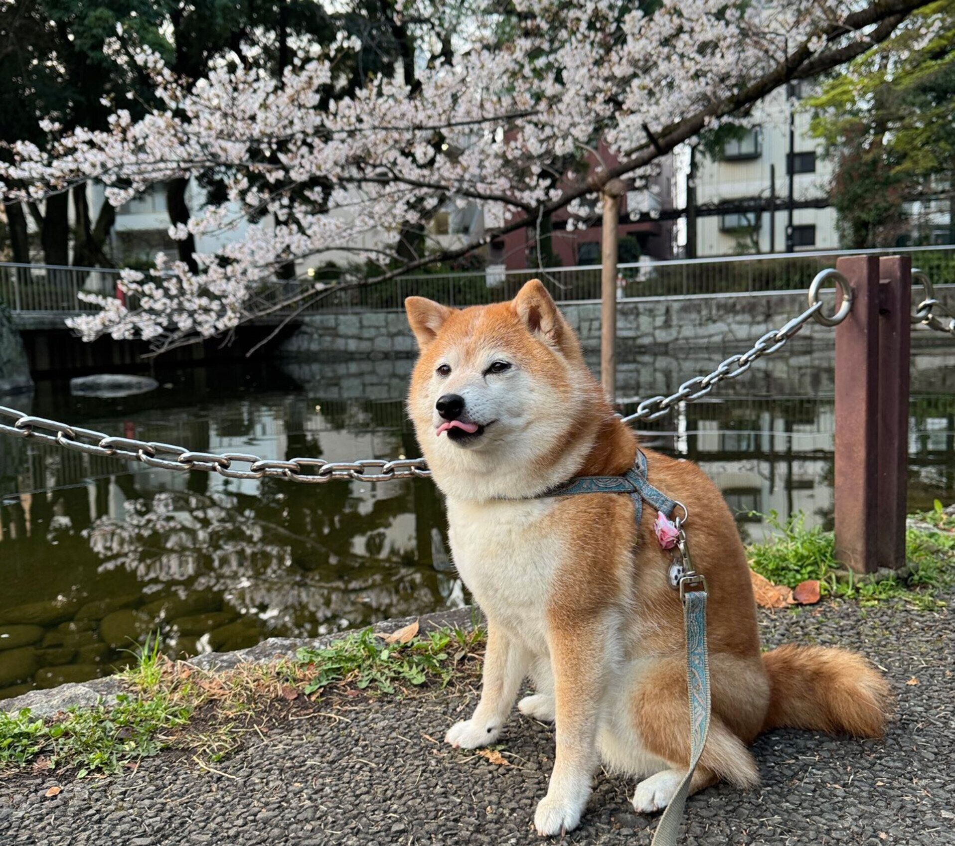 散歩をするペルちゃん