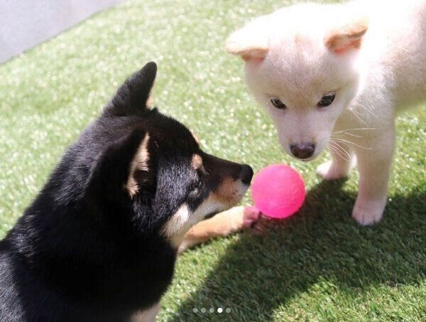 庭で遊ぶ雪丸くん、小春ちゃん