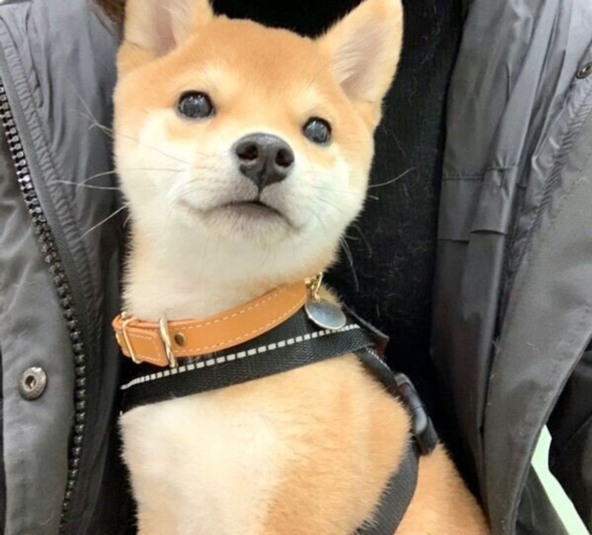 飼い主が笑うたびに スーパーマン になる豆柴 可愛すぎる光景の舞台裏とは いぬのきもちweb Magazine 飼い主が笑うたびに スーパーマン になる豆柴 可愛すぎる光景の舞台裏とは いぬのきもちweb Magazine