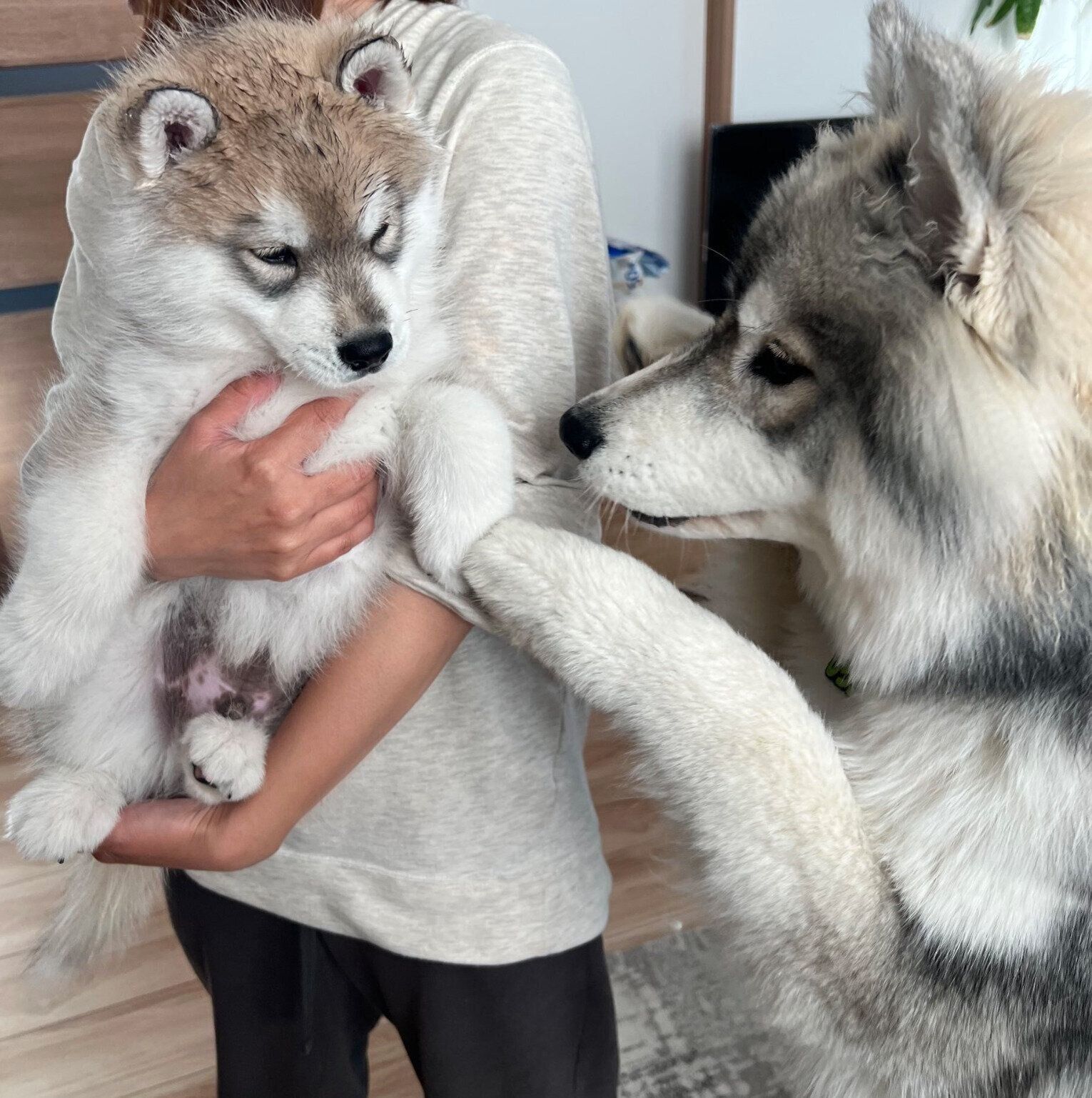 お迎え当時のほたてくんと、先住犬・しらすくん