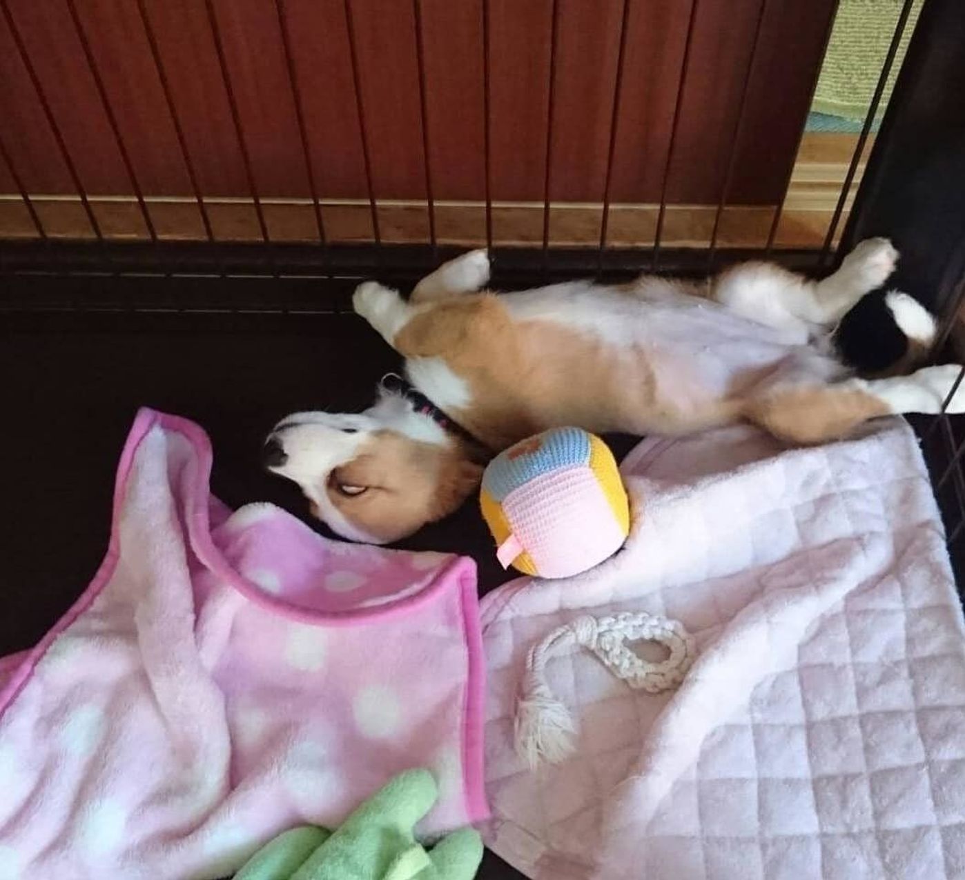 普段のかわいさとのギャップがスゴイ 笑 白目で寝る犬たち いぬのきもちweb Magazine 普段のかわいさとのギャップがスゴイ 笑 白目で寝る犬たち いぬのきもちweb Magazine