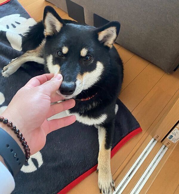 見つめるチョコちゃん