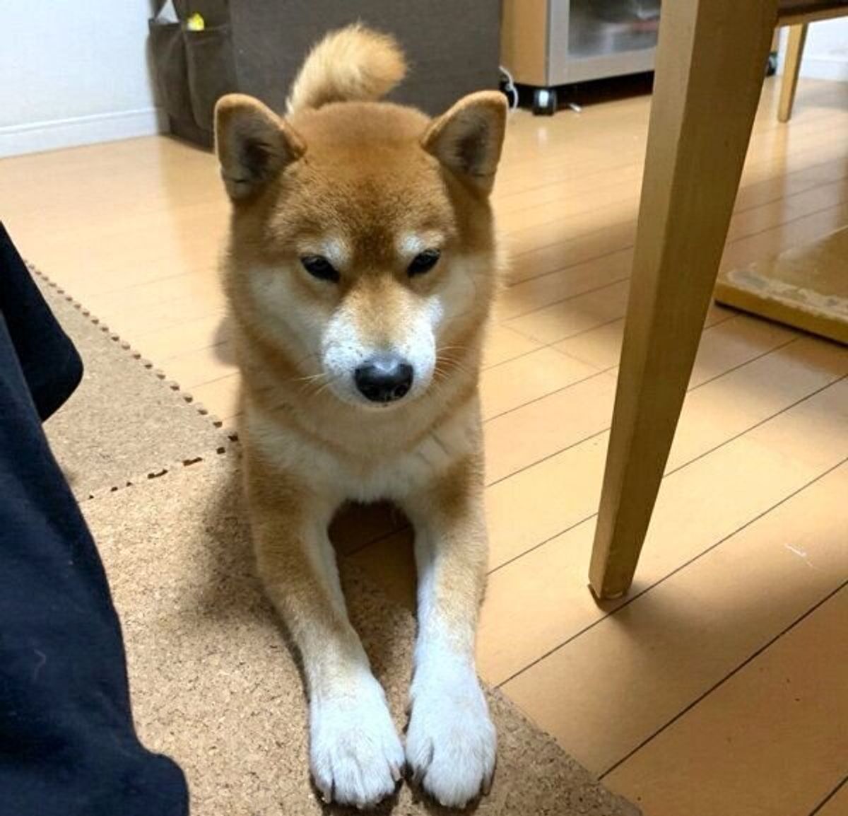 腹筋している飼い主を見つめ不安そうな柴犬 クンクンと 胸キュン行動 を見せた いぬのきもちweb Magazine 腹筋している飼い主を見つめ不安そうな柴犬 クンクンと 胸キュン行動 を見せた いぬのきもちweb Magazine