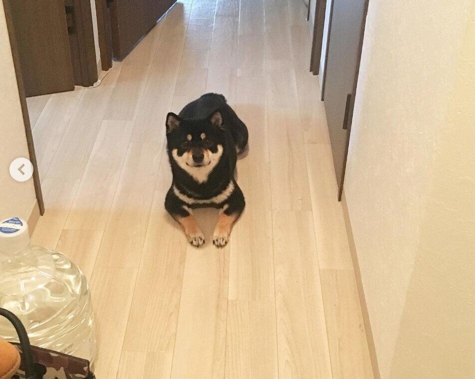 見つめるコブちゃん