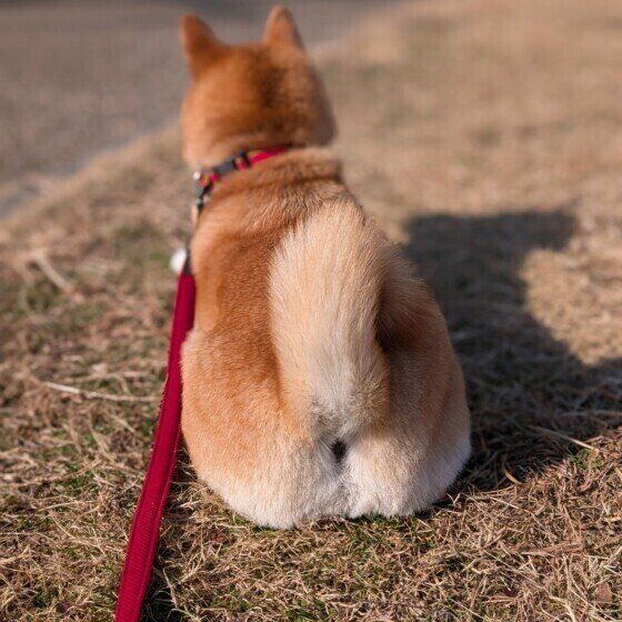 【柴犬あるある】3つの言葉「柴ドリル」「拒否柴」「柴距離」とはどんな意味で使われる？ いぬのきもち