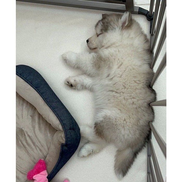 スヤスヤ眠るフブキくん