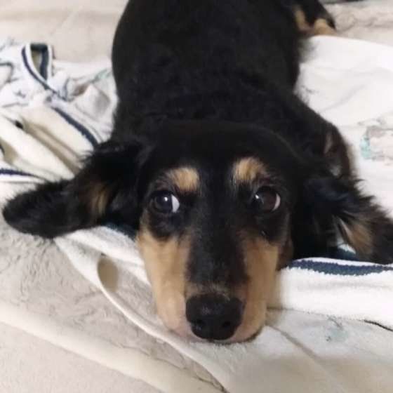 くつろぐミニチュア・ダックスフンド