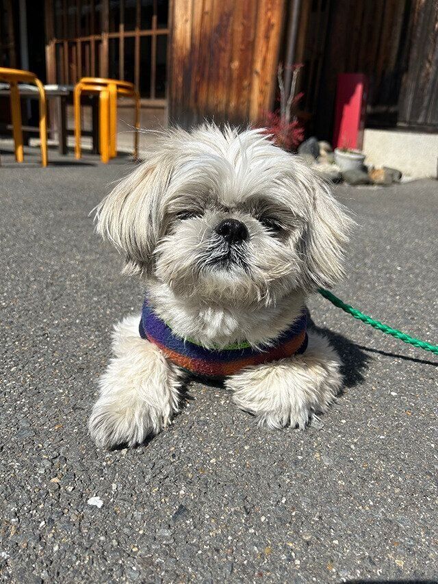シーズー犬マンガてんぽshihtzu