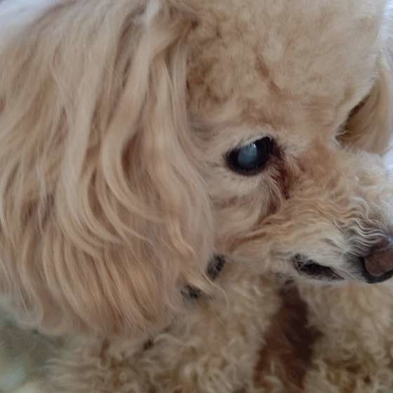 トイ・プードル