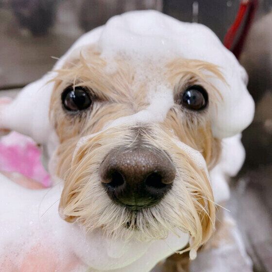 違いは何？ 人用のシャンプー液で犬を洗わない方がよい理由 いぬのきもち