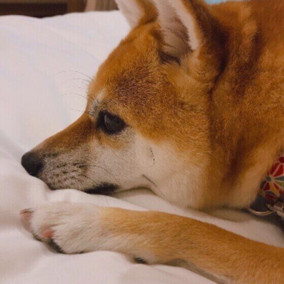 柴の心毬ちゃん