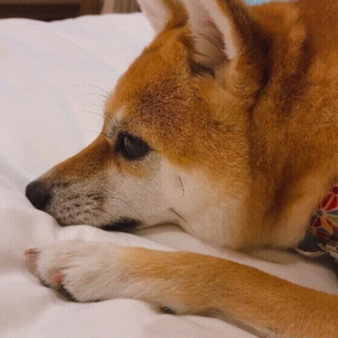 犬が赤ちゃんや子どもと仲良く暮らすためにできること いぬのきもちweb Magazine 犬が赤ちゃんや子どもと仲良く暮らすためにできること いぬのきもちweb Magazine