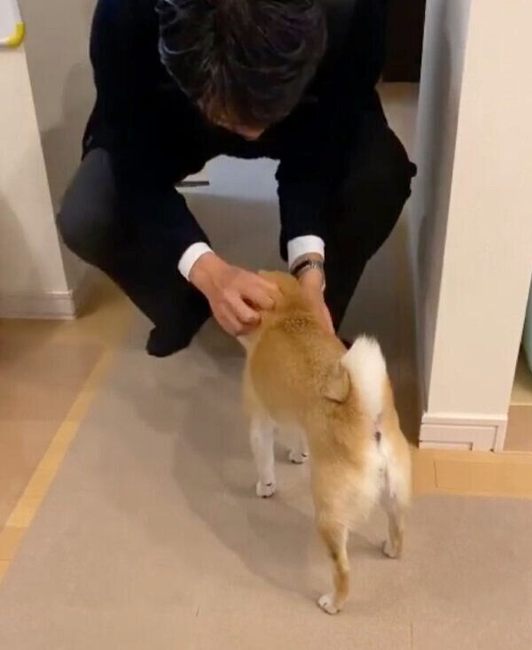 帰宅したパパさんを出迎えるすずちゃん